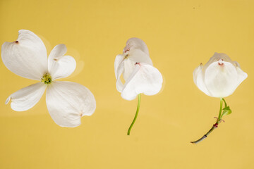 White flowers of flowering dogwood Cornus florida on a bright yellow background. Flat lay