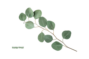 Natural silver dollar eucalyptus branch isolated on white background