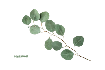 Natural silver dollar eucalyptus branch isolated on white background