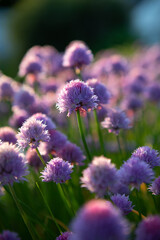 Lush Purple chives flowers in the garden. Wild Chives flower or Flowering Onion