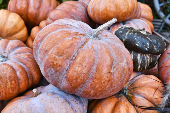 Orange 'Musquee de Provence' pumpkin. Also called Fairytale pumpkin