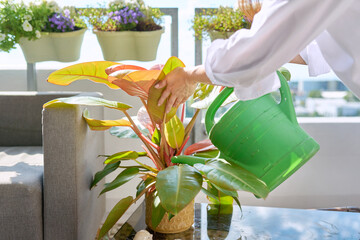 Close-up of woman's hand watering red philodendron in pot with watering can © Valerii Honcharuk