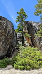 Tree in between rocks
