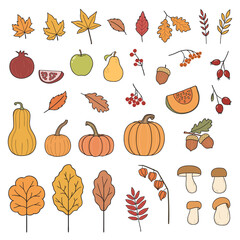 Set of hand drawn autumn harvest and nature elements – leaves, trees, fruits, berries, pumpkins, mushrooms, acorns
