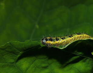caterpillar on a leaf