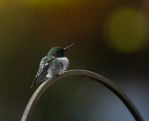 A Ruby Throated humming birds sits on a fence, defending his territory,  on a cold, early morning in Ontario.