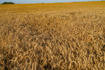 golden wheat field in summer