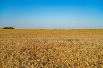wheat field and sky