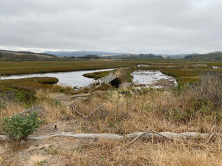 landscape of a marsh