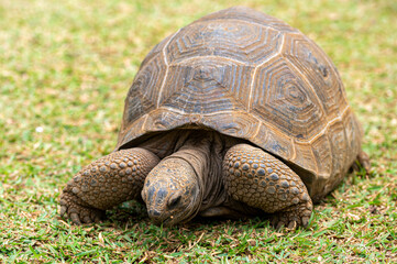 Aldabra giant tortoise, Mauritius. Over 100 years ago, Mauritian Giant Tortoise became extinct and tortoises from Aldabra Island, Seychelles were imported, Mauritius