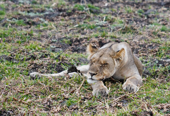 lioness in the grass