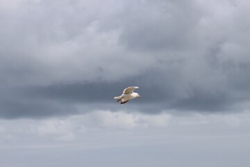 seagull in flight