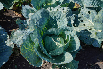 cabbage growing in the garden