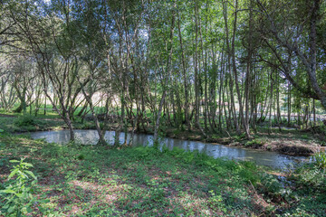 Fototapeta premium Parque da seara, conselho de Oliveira do Bairro, Distrito de Aveiro, Portugal 26 de julho de 2023.