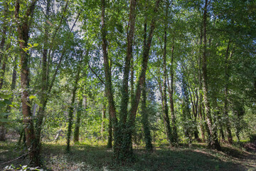 Parque da seara, conselho de Oliveira do Bairro, Distrito de Aveiro, Portugal 26 de julho de 2023.