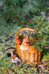 Forest mushroom boletus, cep, porcini, chanterelle collected in a wooden wicker basket. Late summer...