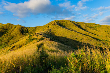 The top of Nacula Island vegetation