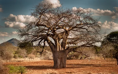 Deurstickers Baobab tree in rural Kenya © Michael