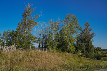landscape with trees and sky