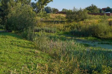 landscape with trees and sky