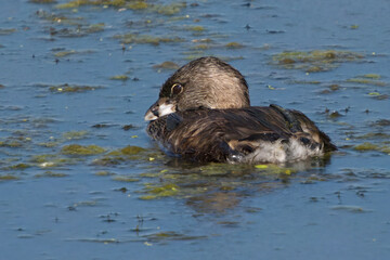 A Pied-billed Grebe resting on the surface of a pond