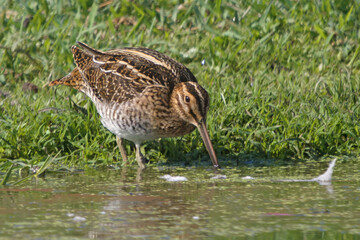 Wilson's Snipe feeding at the edge of a wetland