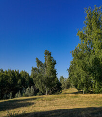 Obraz premium landscape with trees
