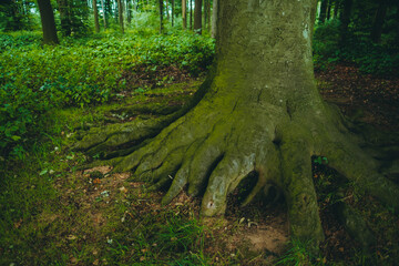A large massive tree with powerful roots in a dense forest in Europe, Germany.