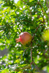 Young pomegranate fruits hanging on tree, close-up.