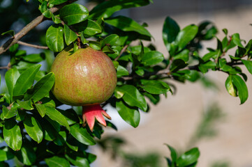 Young pomegranate fruits hanging on tree, close-up.