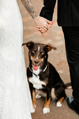 dog between bride and groom on wedding day