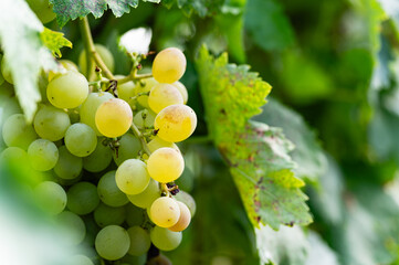 Large bunch of white grapes hanging, close-up.