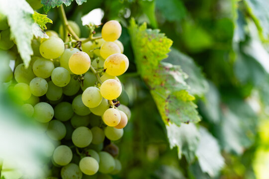 Large bunch of white grapes hanging, close-up.