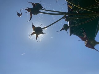 A rosebud shades the sun against blue sky