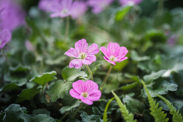 Beautiful macro of the small pink flowers of the Erodium plant. Erodium is a genus of flowering plants in the botanical family Geraniaceae, this is the cultivar Erodium variabile Bishops Form