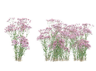 Various types of flowers grass bushes shrub and small plants isolated	