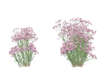 Various types of flowers grass bushes shrub and small plants isolated	
