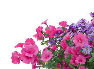 pink and purple flowers