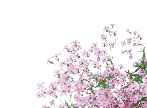 Bunch of tiny pink flowers in clusters	
