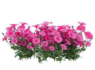 Various types of pink flowers bushes shrub - Powered by Adobe
