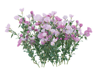Various types of pink flowers grass bushes shrub and small plants isolated	