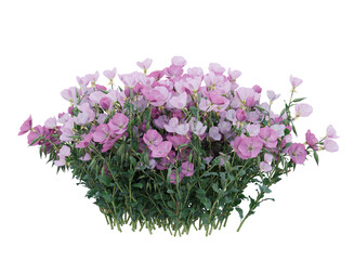 Various types of pink flowers grass bushes shrub and small plants isolated	