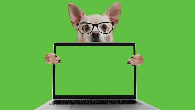 Funny cute dog is showing a notebook screen. Laptop green screen. Chroma key for mock up. Smart programmer coder is using computer. Funny pet in nerd glasses.