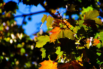 Close up of leaves against the sky