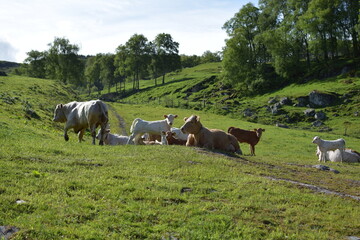 A herd of cows grazing on green hills