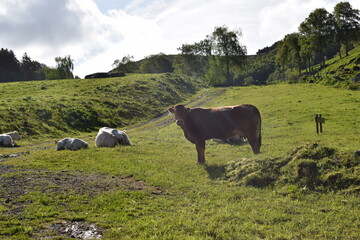 A herd of cows grazing on green hills