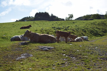 A herd of cows grazing on green hills