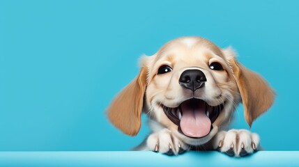 Happy dog puppy winking an eye and smiling  on colored blue background with closed eyes