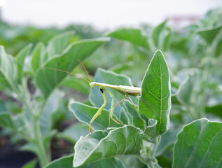 Green mantis on Withania somnifera leaves.