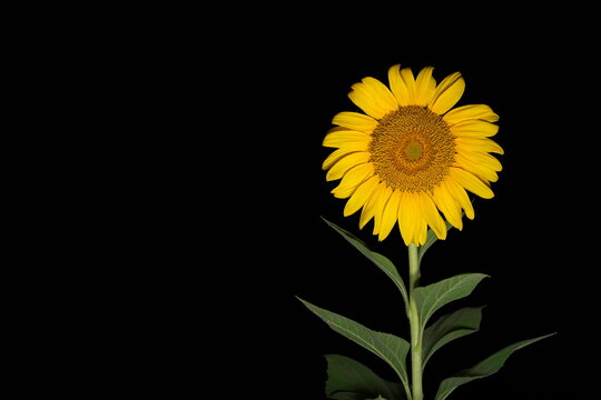 Tokyo, Japan - August 25, 2023: Closeup of Isolated Sunflower on black background
